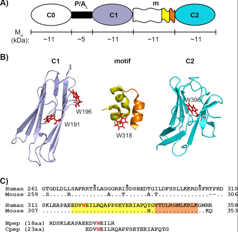 FIGURE 1.