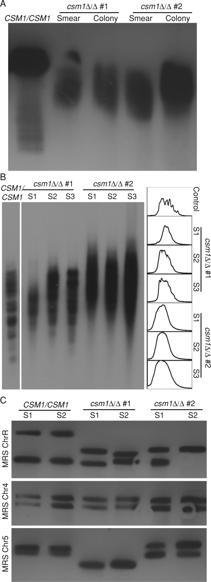 FIGURE 6: