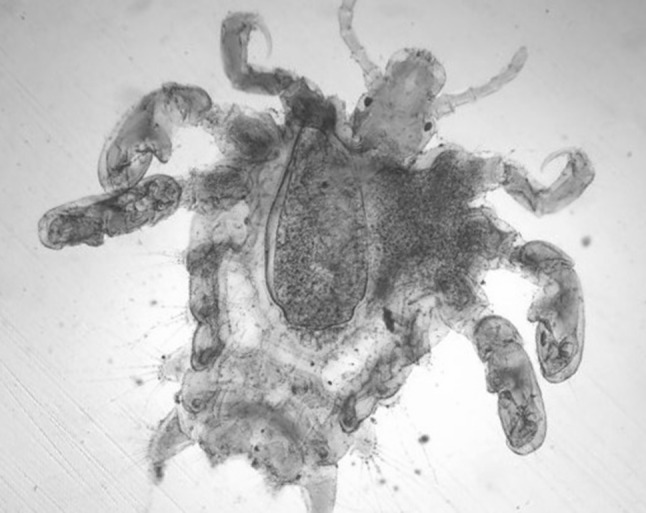 Fig. 1