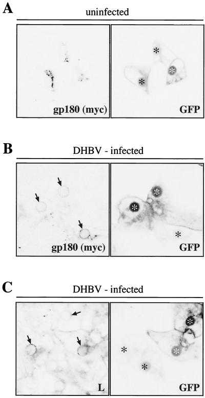 FIG. 6