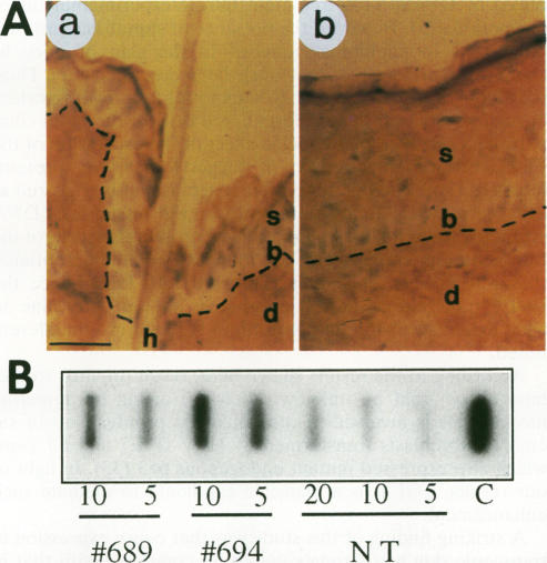 graphic file with name molcellb00012-0587-a.jpg