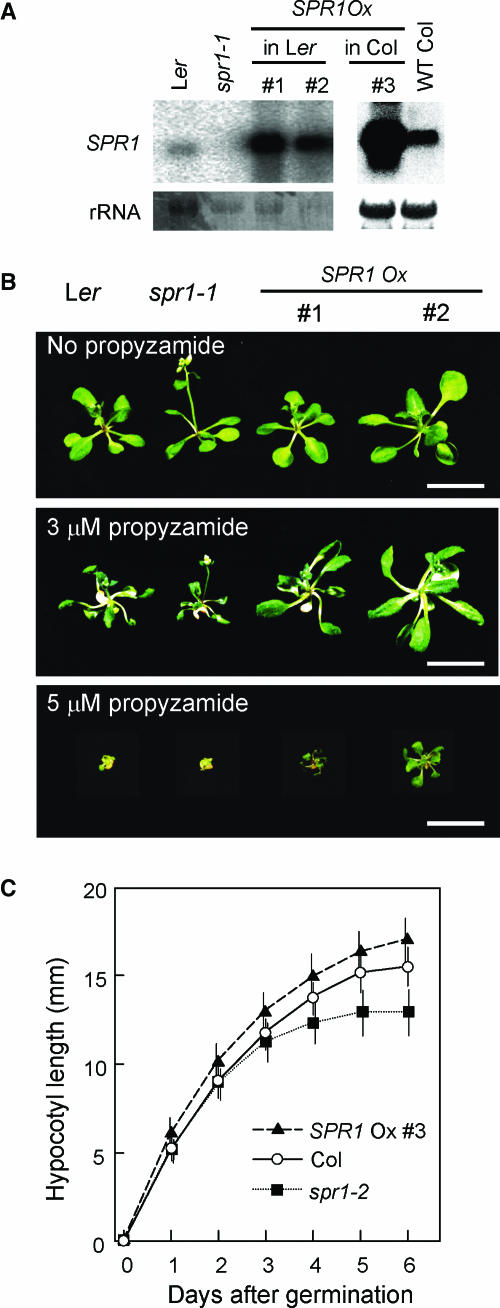 Figure 7.