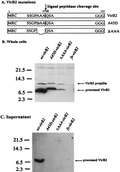 FIG. 2.