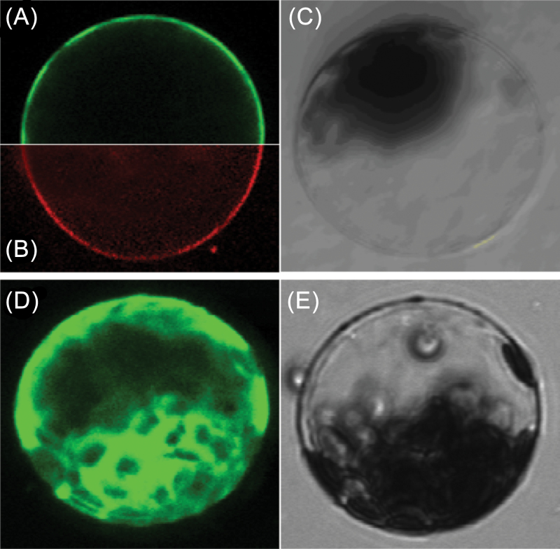 Fig. 4.