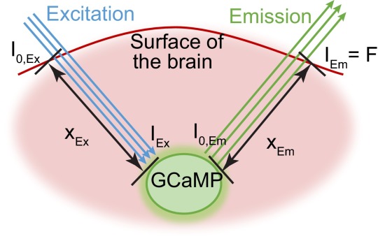 graphic file with name pnas.1525369113sfx01.jpg