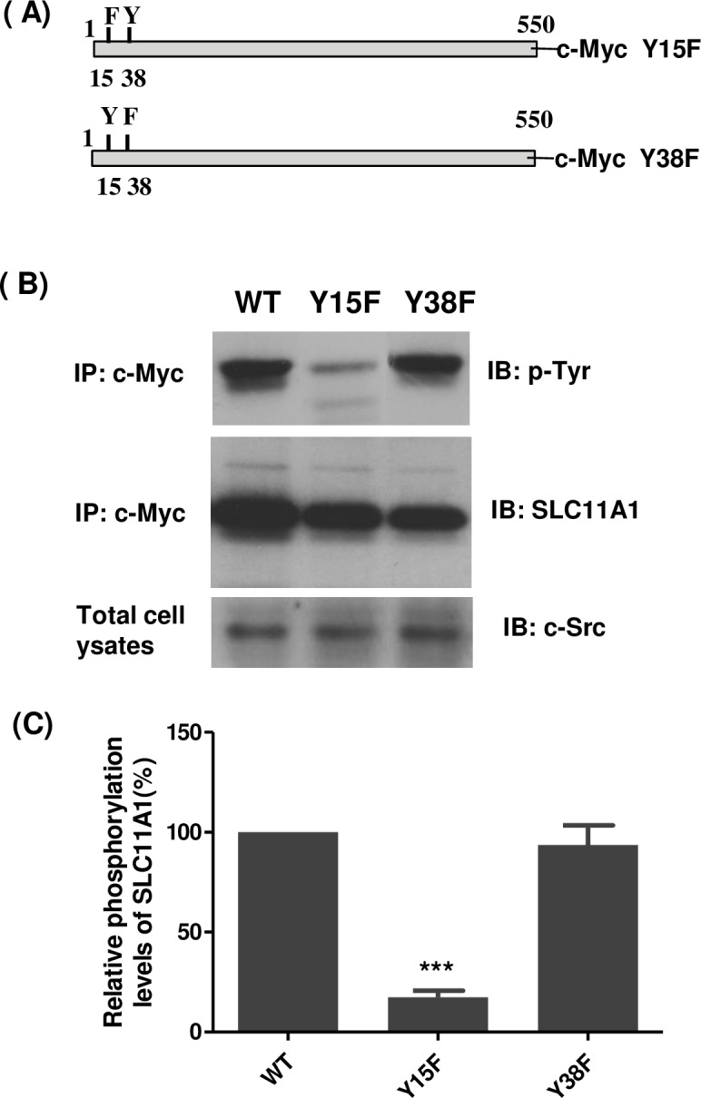 Fig 7