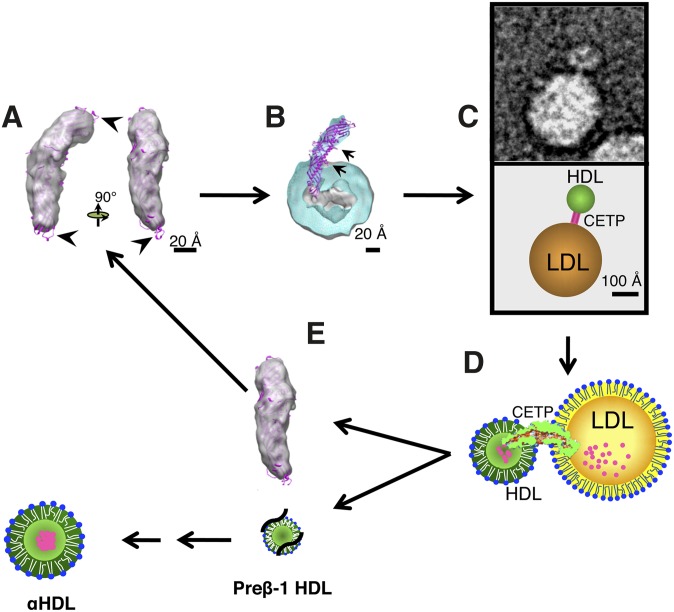 Fig. 1.