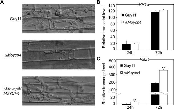 Figure 10