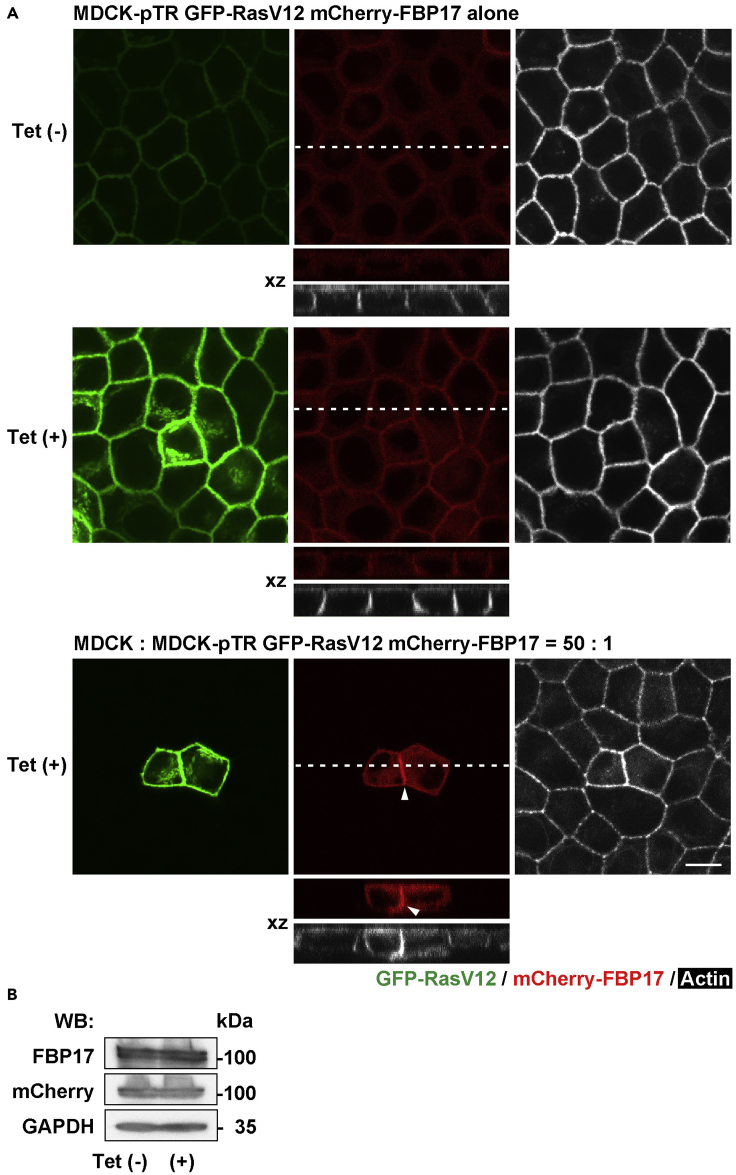 Figure 2