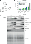 Figure 1. RP-3500 is a potent ATR kinase inhibitor. A, Chemical structure of RP-3500. B, Cell growth inhibition in a panel of cell lines with defective ATM or BRCA1/2 pathways measured in a 5-day CellTiter-Glo assay. IC50 values were calculated using a dose-response curve normalized to DMSO-treated cells (Prism v7.02). Mean ± SD; n ≥ 3 independent experiments. C, ATR kinase targets or DNA damage markers detected by immunoblotting lysates from ATM pathway-defective human cancer cell lines treated with 1 μmol/L RP-3500 for the indicated times. h, hours.