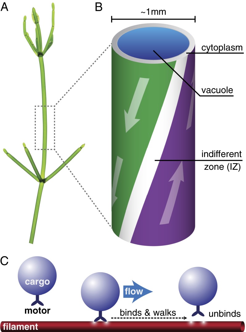 Fig. 1.