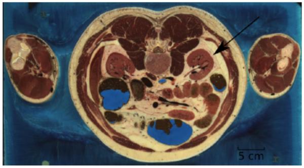 Fig. 7