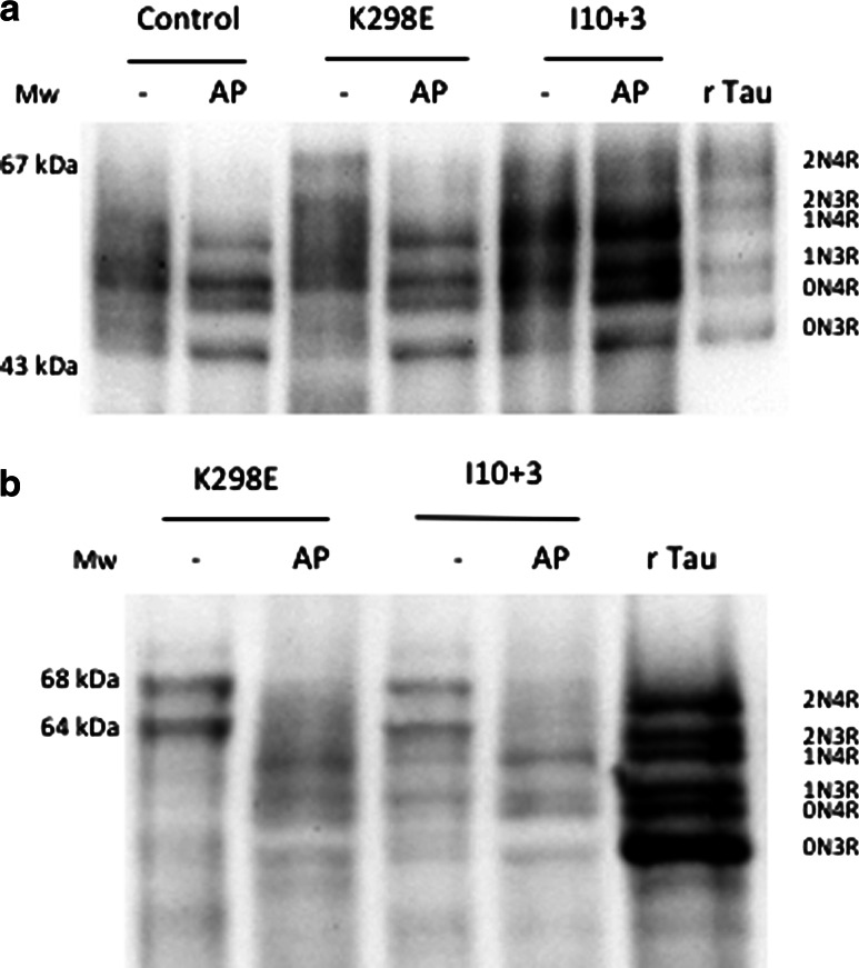 Fig. 5