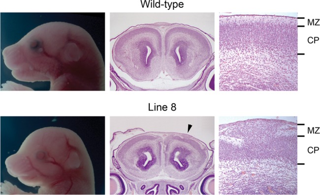 Figure 10.