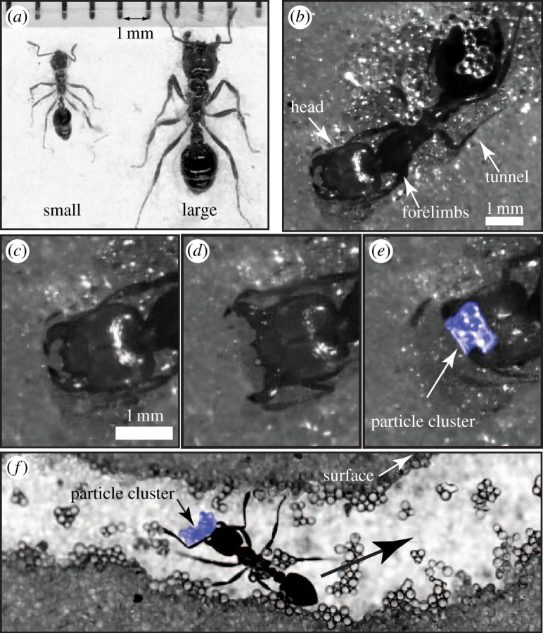 Figure 1.