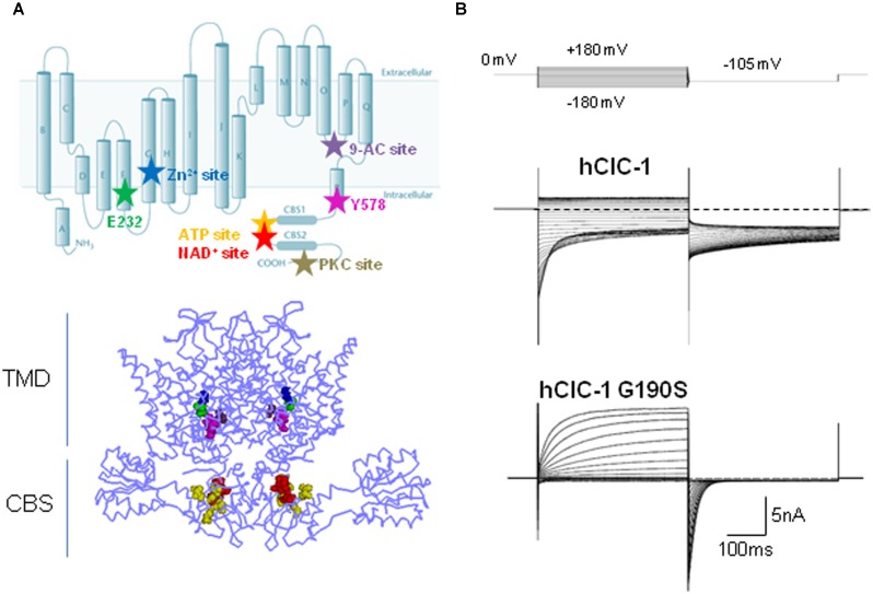 FIGURE 1