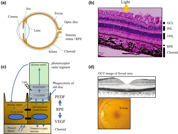 FIGURE 1