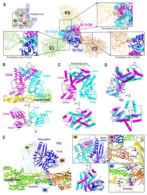 Fig. 6