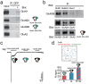 provides evidence for the presence of triheteromeric GluN3-containing NMDARs. Panel (a) shows immunoprecipitation results of GluN1, GluN2A, and GluN2B subunits co-precipitated with GluN3A-GFP. Panel (b) displays immunoprecipitation of GluN1 and GluN2A with GluN3B. Panel (c) illustrates current recordings of GluN1-GluN3A, GluN1-GluN3B, and GluN1-N3A-N3B expressed in Xenopus laevis oocytes. Panel (d) presents the assembly model of GluN1, GluN3A, and GluN3B subunits.