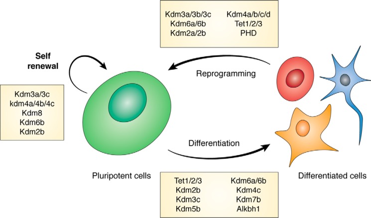 Figure 1.