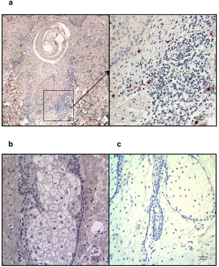 Fig.5