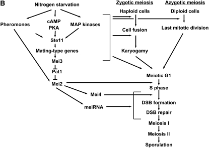 Figure 1.—