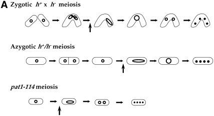 Figure 1.—