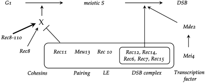 Figure 7.—