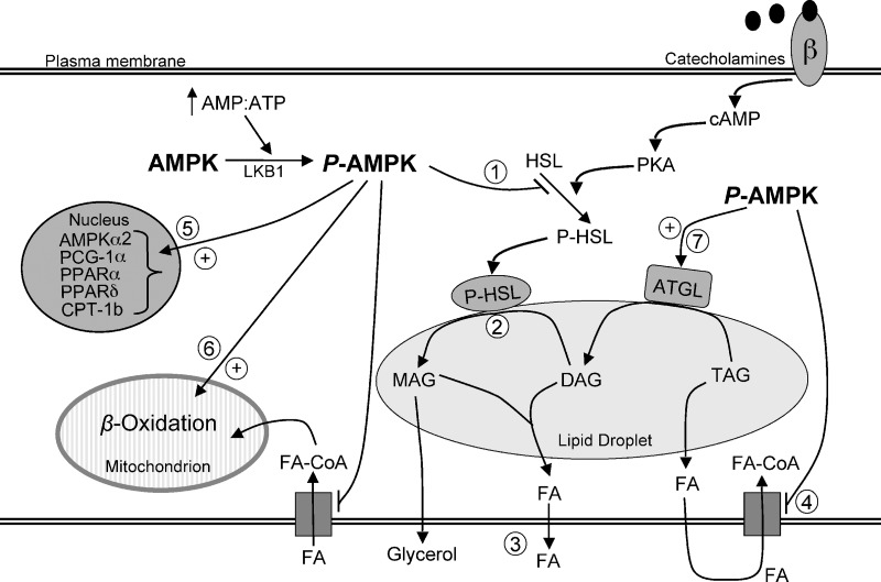 Fig. 7.