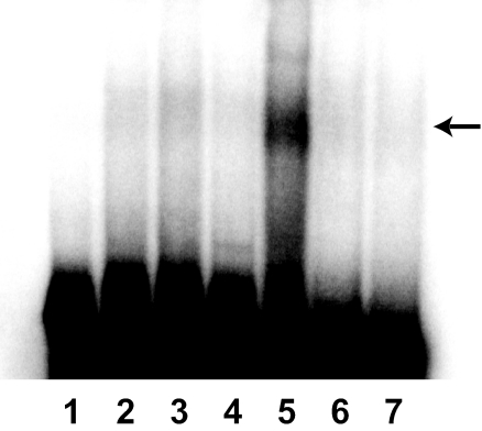 FIG. 6.