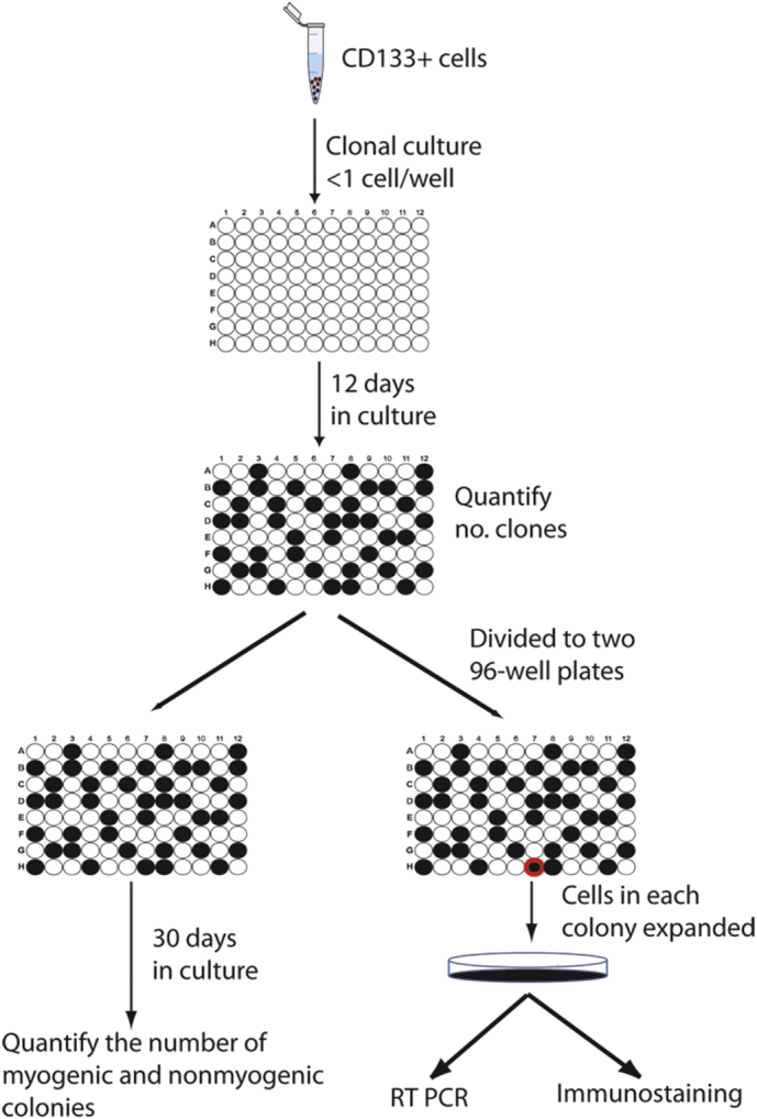 Supplementary Fig. 1