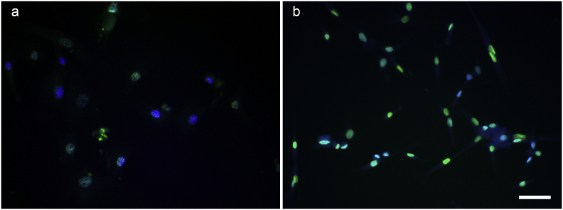 Supplementary Fig. 2