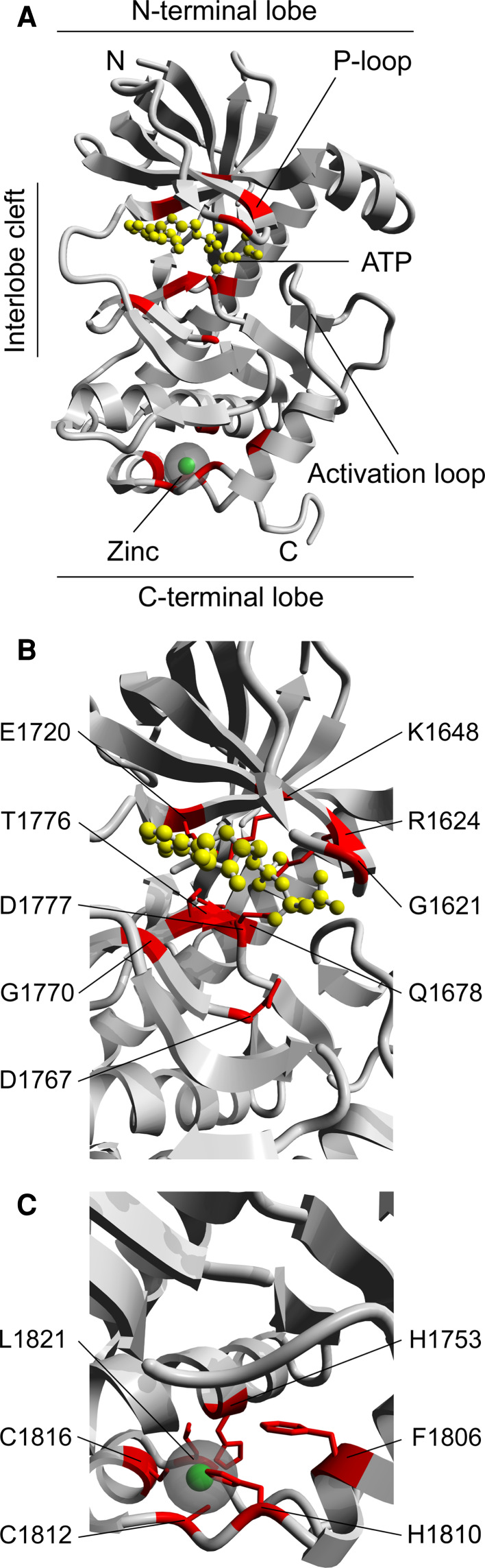 Fig. 2