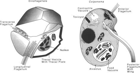 graphic file with name microrev00031-0035-a.jpg