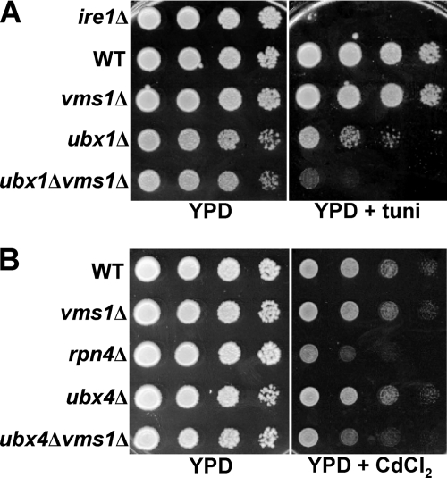 FIGURE 4.