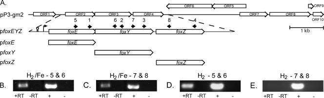 FIG. 5.