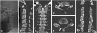 Fig. 13