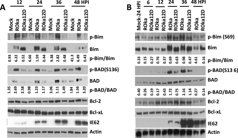 FIG 6