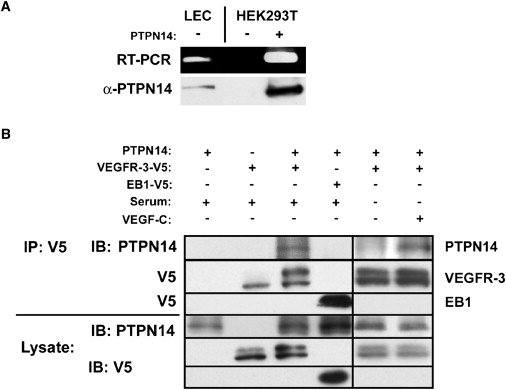 Figure 5