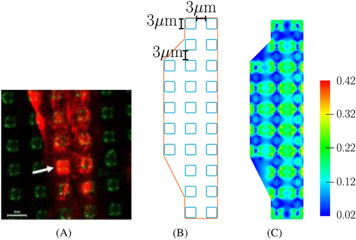 cnm3097-fig-0004