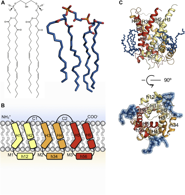 Fig. 1