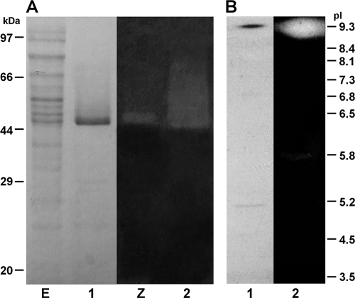 FIG. 1.