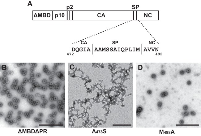 FIG 1