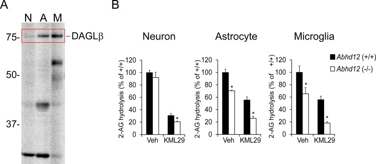 Figure 1—figure supplement 2.