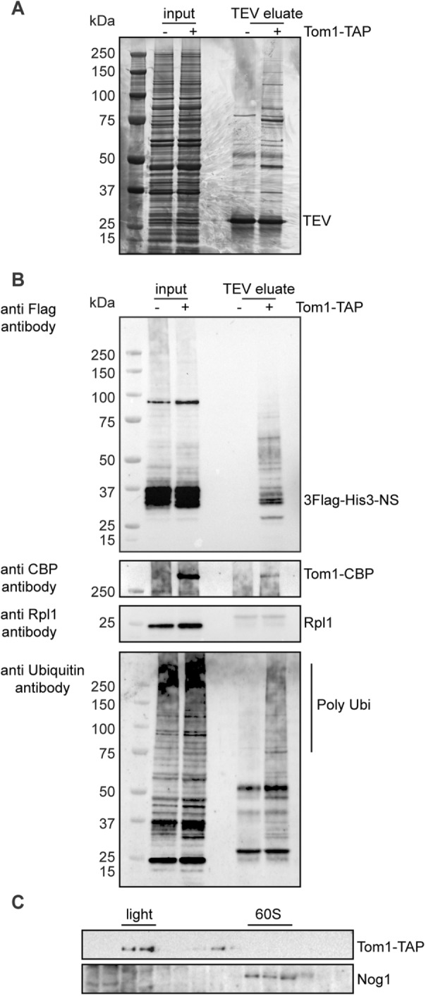 FIGURE 7: