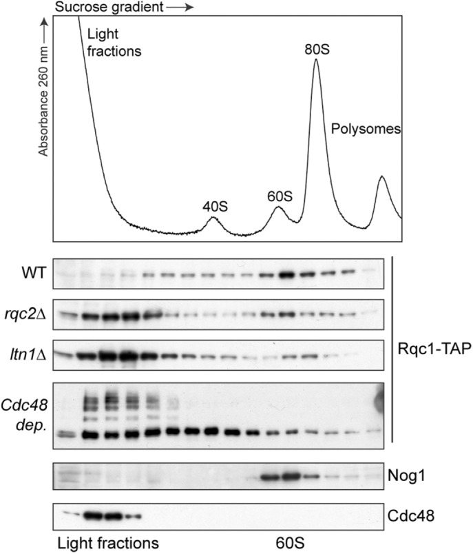 FIGURE 3: