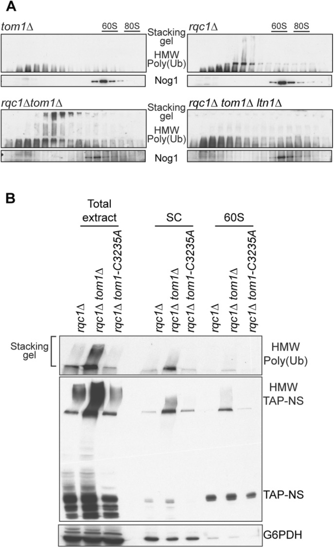 FIGURE 10: