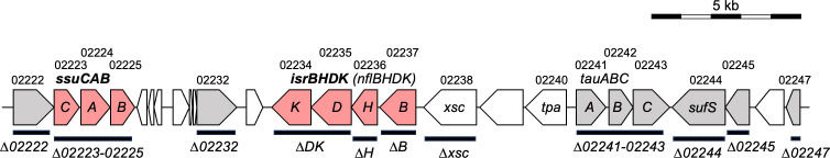 Genetic locus from rcc02222 to rcc02247, including isrBHDK (nflBHDK), ssuCAB and tauABC, with specific gene deletions indicated by horizontal bars. A scale bar represents 5 kilobase pairs.