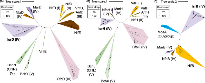 Three phylogenetic trees show the evolutionary relationships in NifD, NifH or NifB homologs.