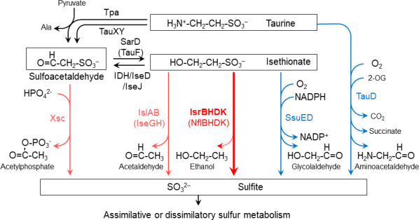 Diagram of sulfonate metabolic pathways from taurine to sulfoacetaldehyde, isethionate, and sulfite. Taurine can be converted to sulfite by Xsc ar TauD, while isethionate is converted to sulfite by IslAB, SsuED, or Isr.